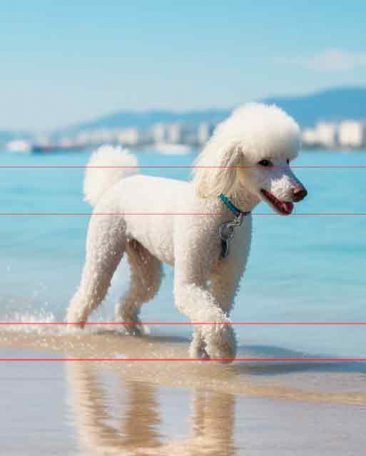 White Standard Poodle At Beach